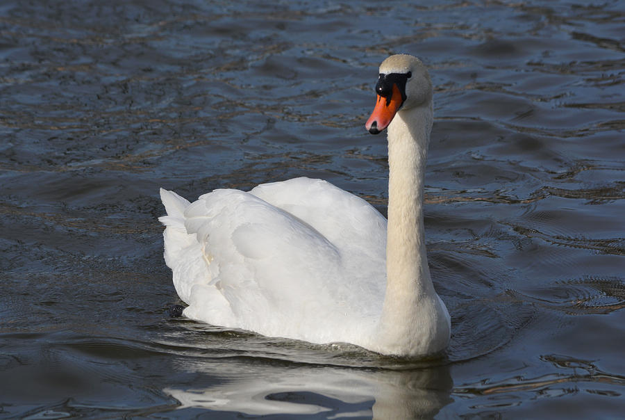 Swan in Southside Park Photograph by Richard Andrews