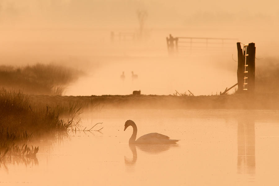 Swan Photograph - Swan in the Mist by Roeselien Raimond