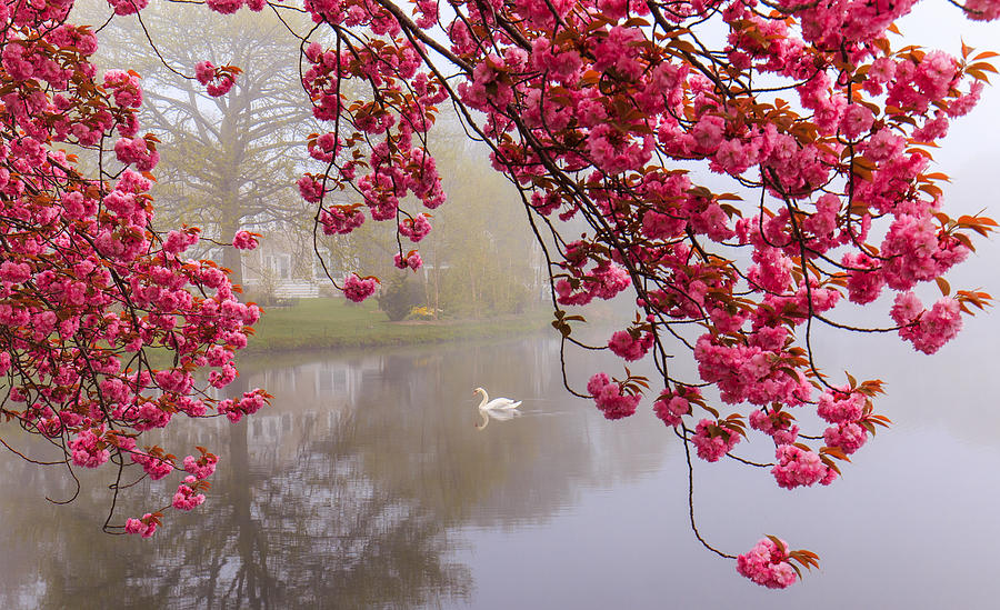 Swan In The Mist Photograph by Sean Mills