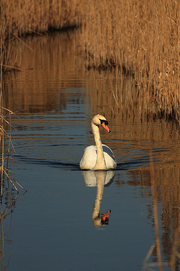 Swan in the Reeds Photograph by Jeff Townsend