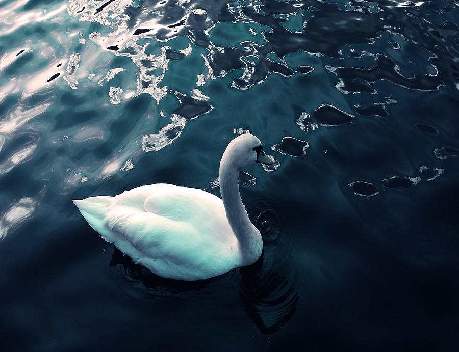 Swan in the River Photograph by Christos Angelos Fotos - Fine Art America