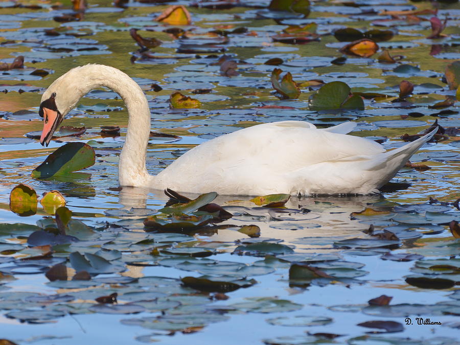 Swan in the Water Lilies Photograph by Dan Williams