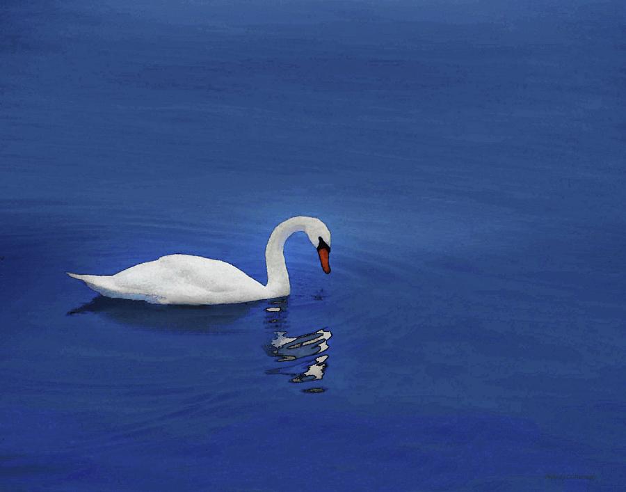 Swan in Water Photograph by Coke Mattingly