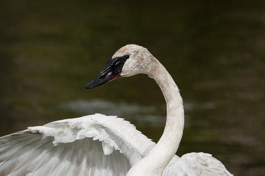 Swan Photograph by Jack Bell
