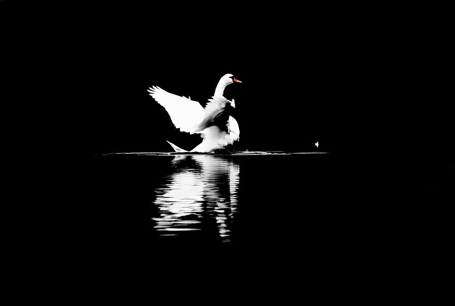 Nature Photograph - Swan - Cygnus olor by Jaroslav Buna