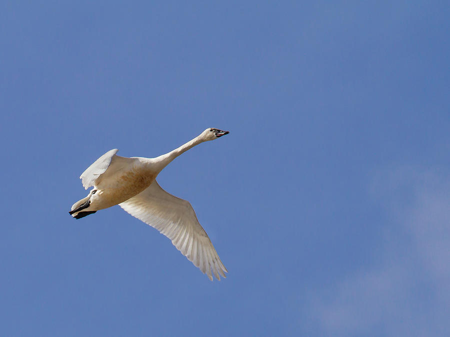 Tundra Swan  Photograph by Jean Noren