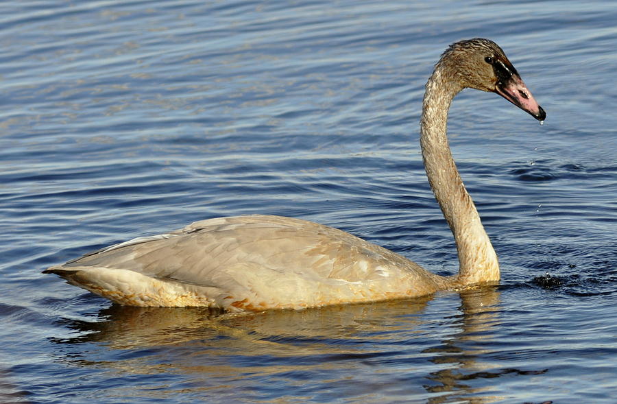 Swan Photograph by Jeffrey Carter - Fine Art America