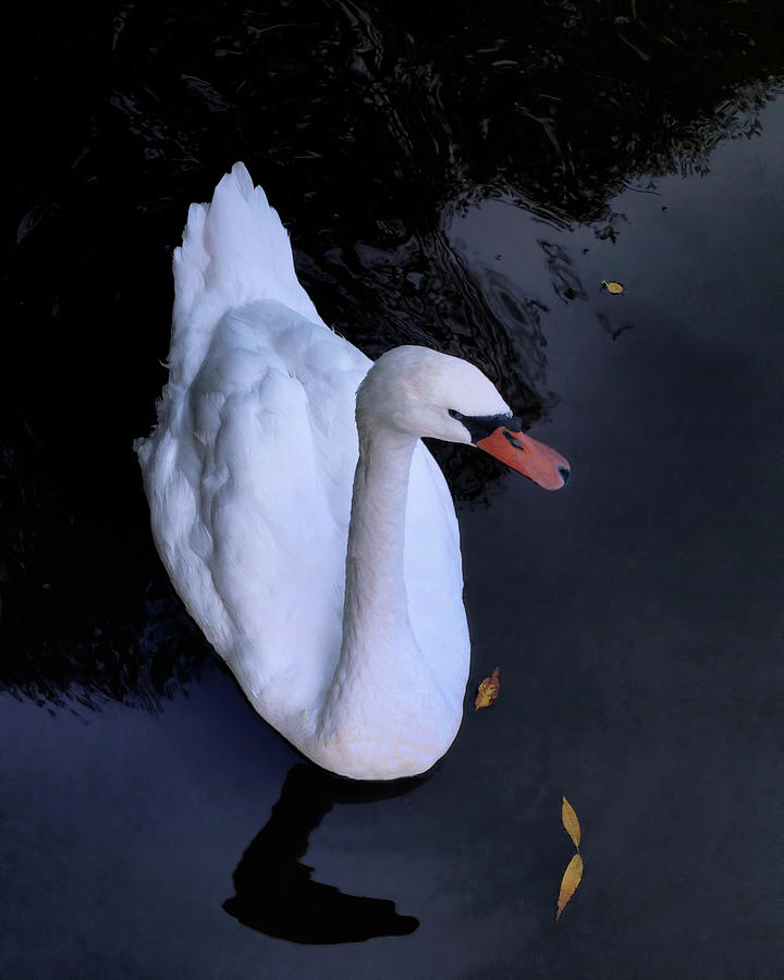 Swan Photograph by Jim Hill
