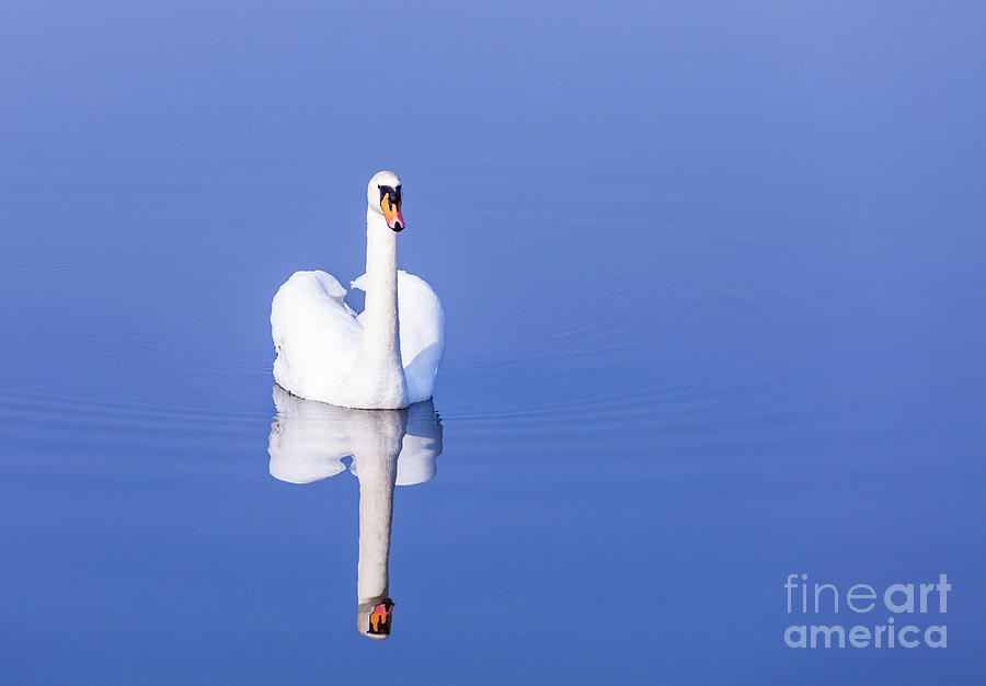 Swan Photograph by Jim Orr