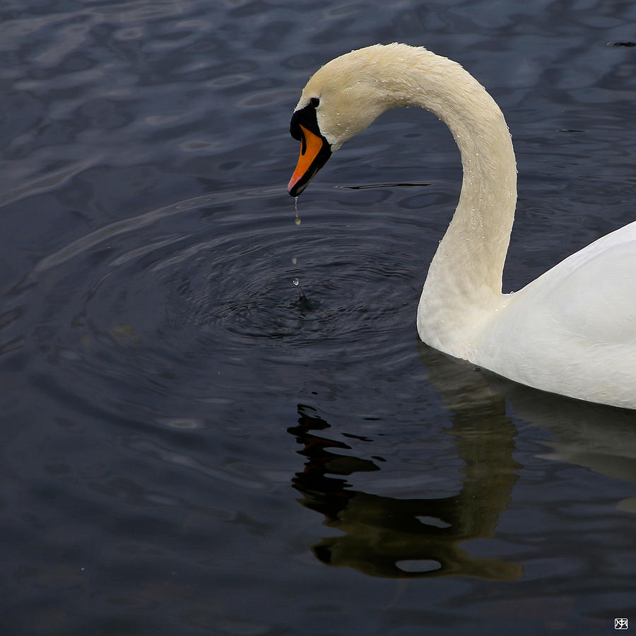 Swan Photograph by John Meader
