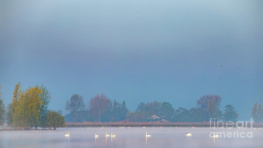 Swan Lake-1 Photograph