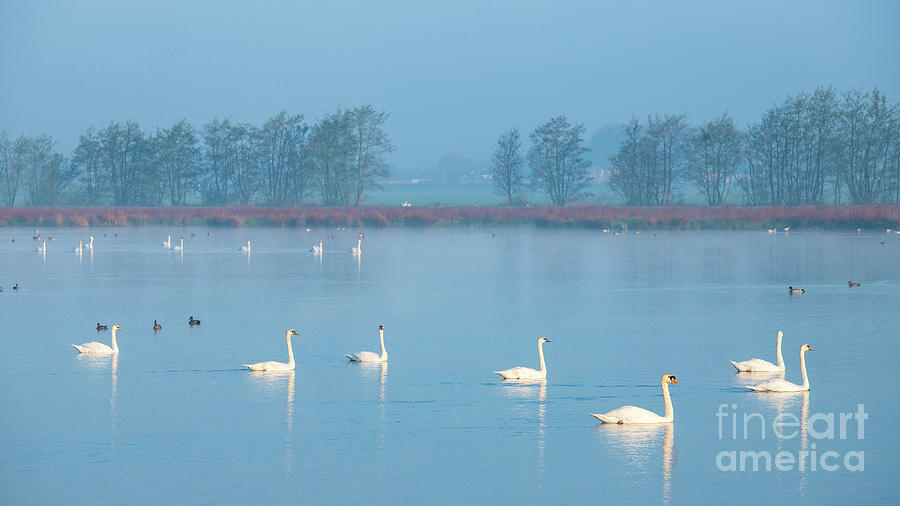 Swan Lake-2 Photograph by Casper Cammeraat