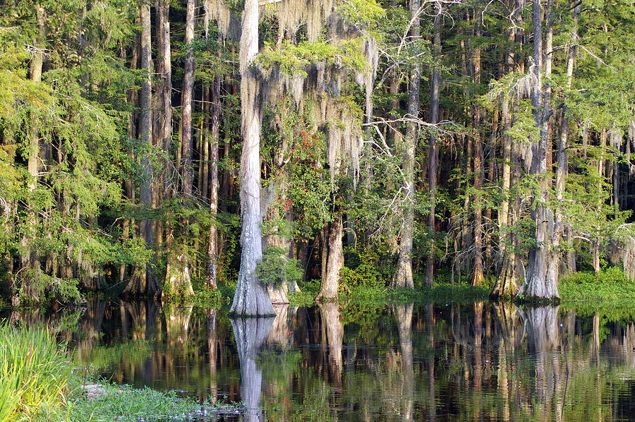 Swan lake 2 Photograph by Don Prioleau - Fine Art America