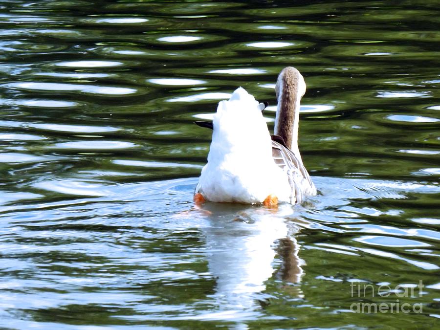Goose Photograph - Swan Lake #2 by Robyn King