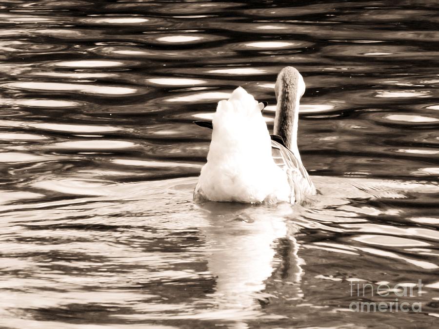 Goose Photograph - Swan Lake #2 Sepia by Robyn King