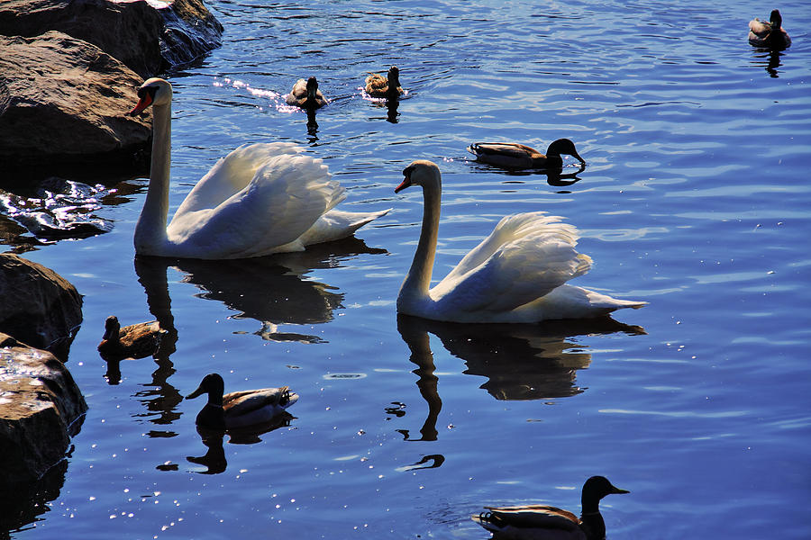Swan Lake Photograph by Aidan Moran