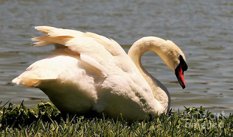 Swan Lake Beauty Photograph