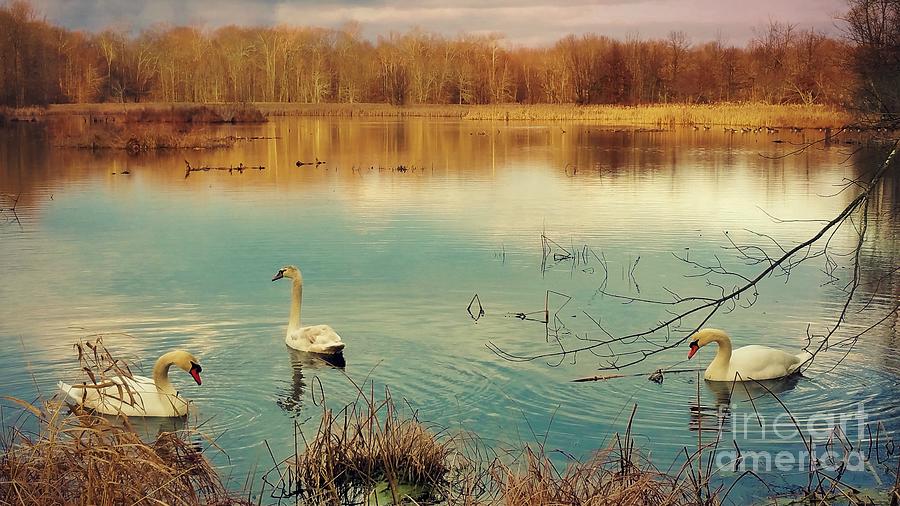 Swan Lake Photograph by Beth Ferris Sale