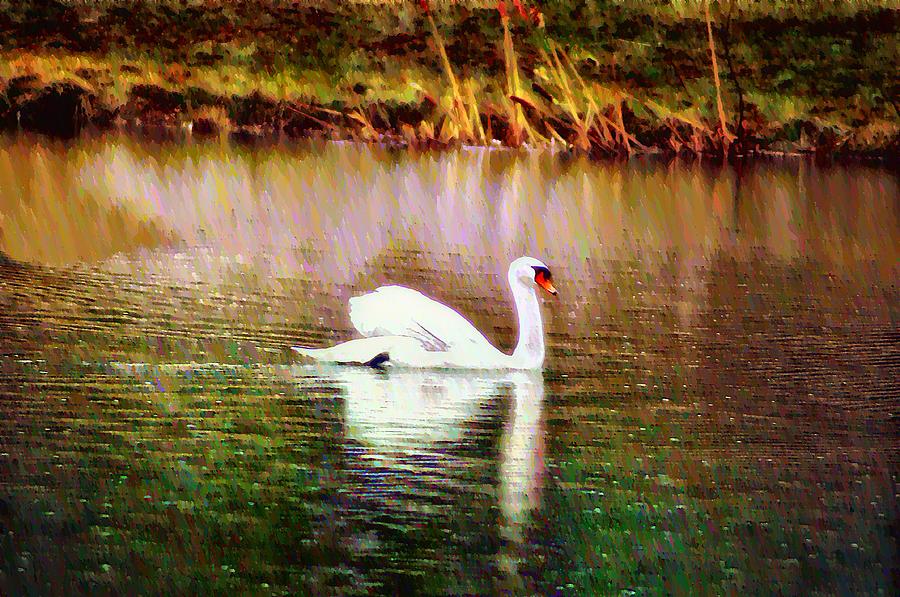 Swan Lake Photograph by Bill Cannon