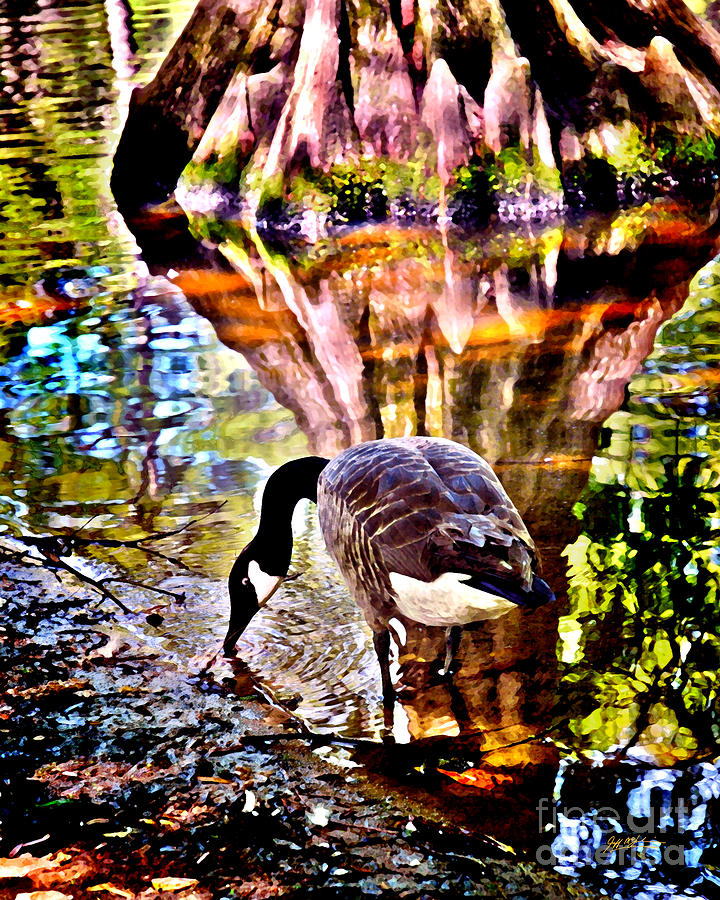 Swan Painting - Swan Lake Canadian  by Jeff McJunkin