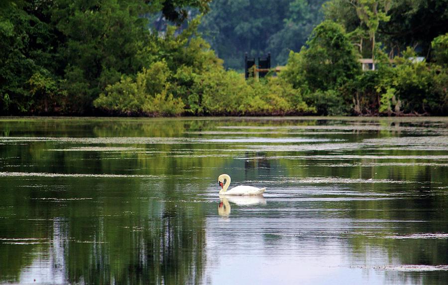 Swan Lake Photograph by Cynthia Guinn