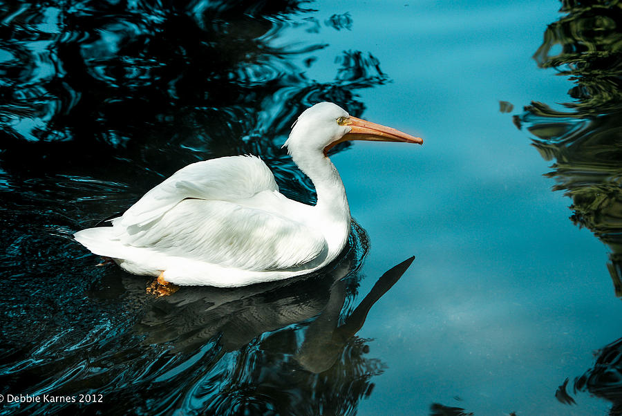 Swan Lake Photograph by Debbie Karnes