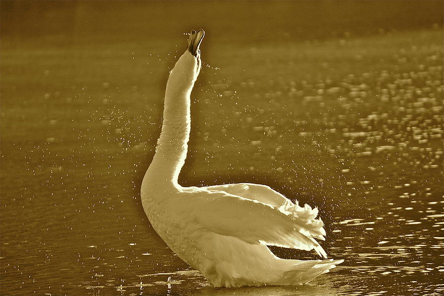 Swan Lake Photograph by Diana Hatcher