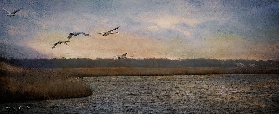 Swan Lake Photograph by Diane Giurco