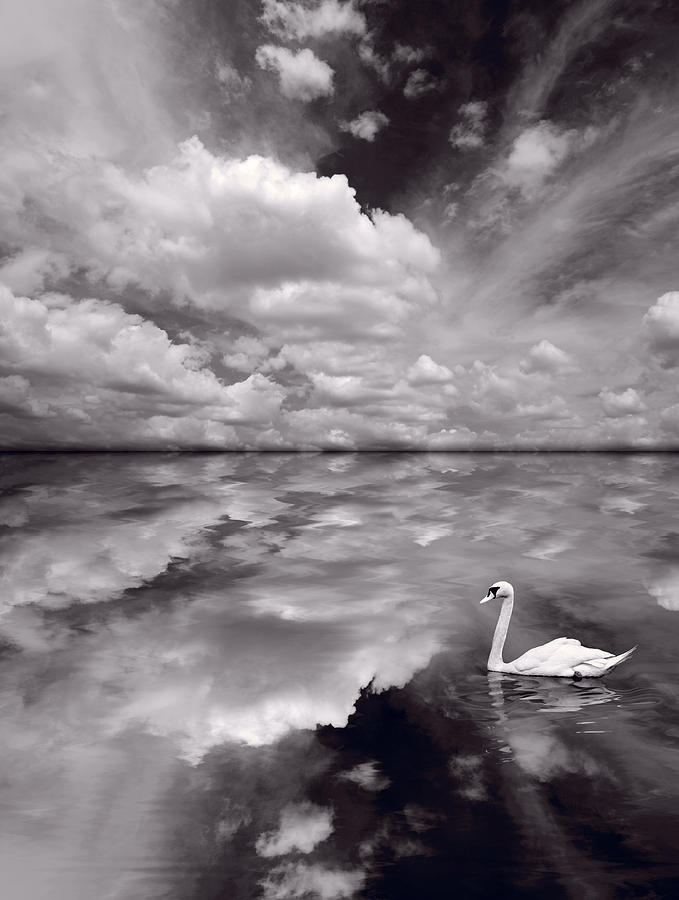 Swan Lake Explorations B W Photograph
