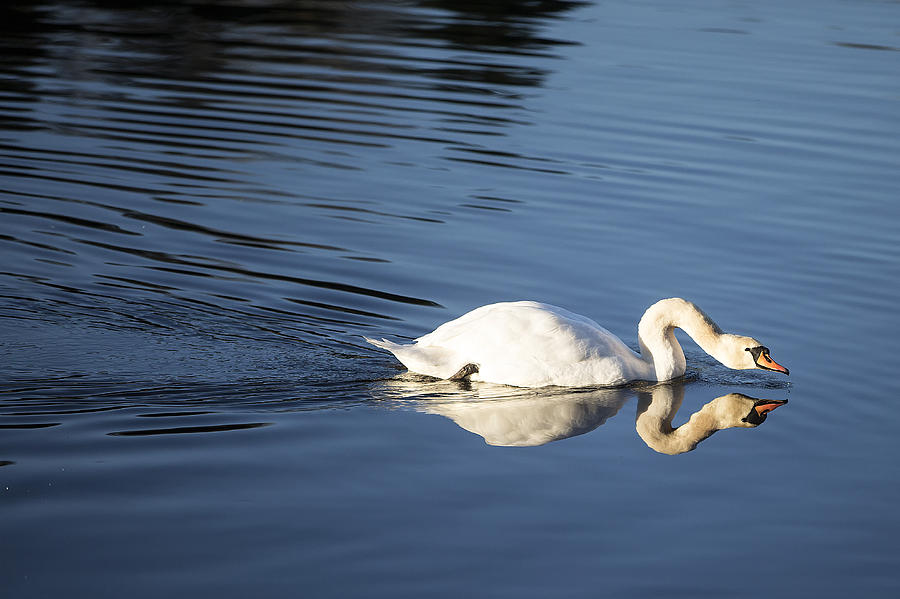 Swan Photograph - Swan lake by Frank Fullard