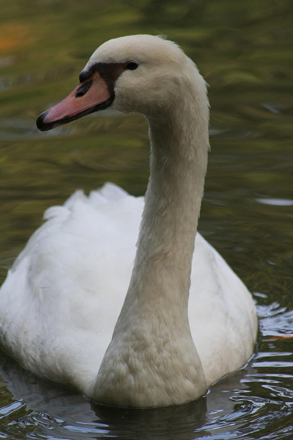 Swan Lake in profile Photograph by Eric Irion | Fine Art America