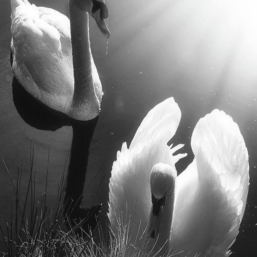 Swan Photograph - Swan Lake In Winter -  Kingsbury Nature by John Edwards