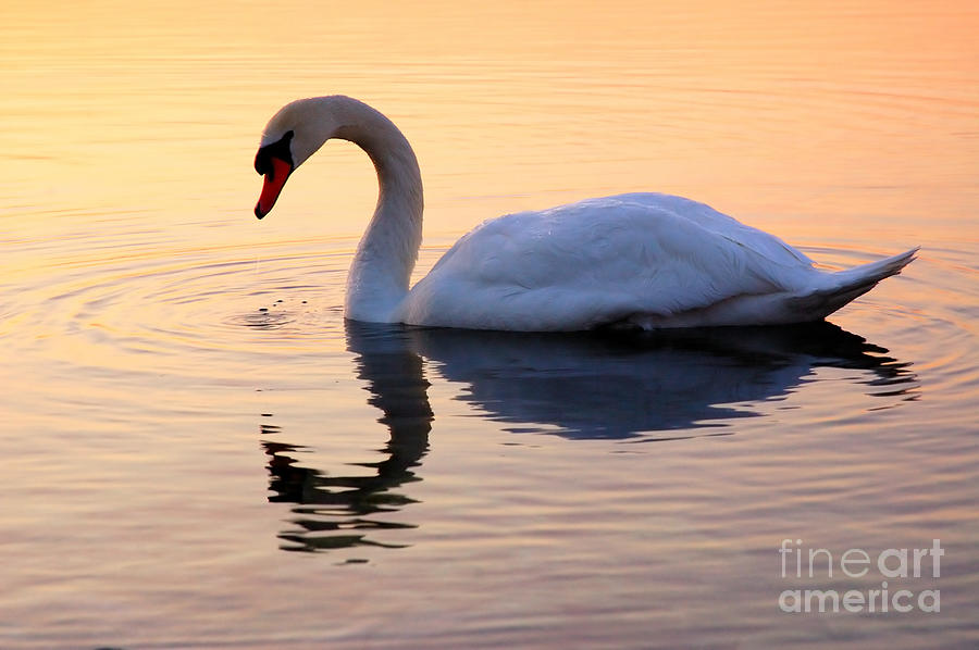 Swan Lake #2 Photograph by Joe Ng