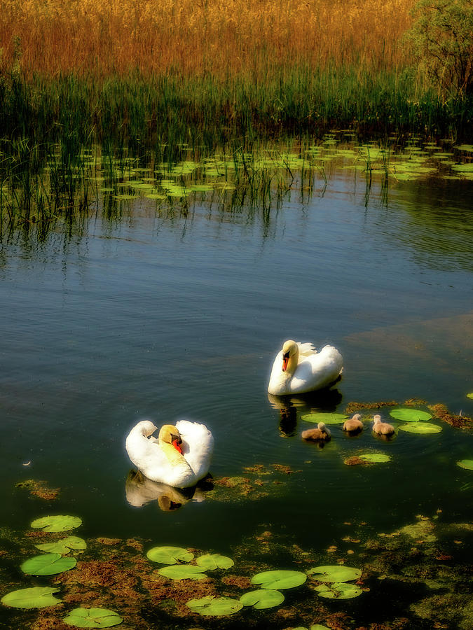 Swan Lake Photograph by Mark Llewellyn