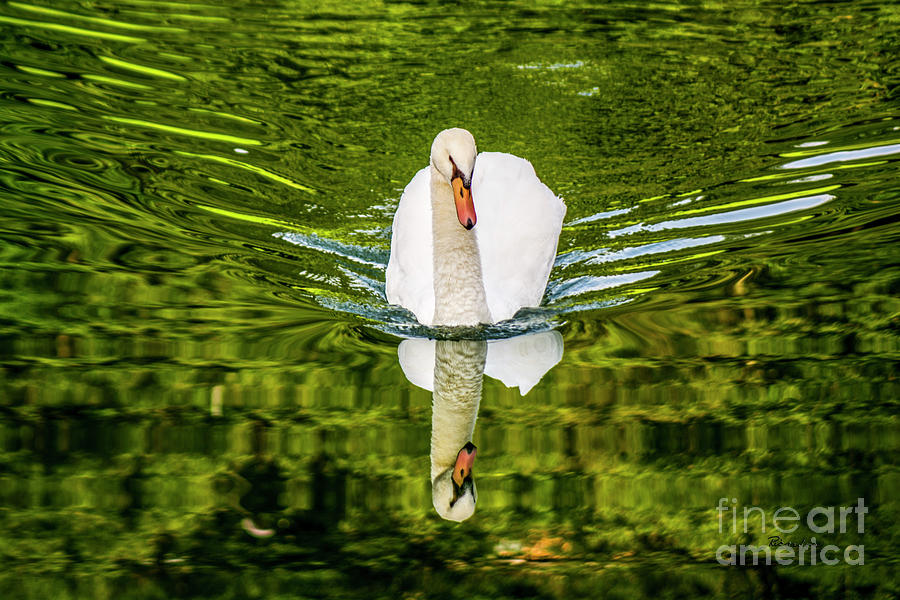 Swan Lake Nature Photo 892 Photograph by Ricardos Creations