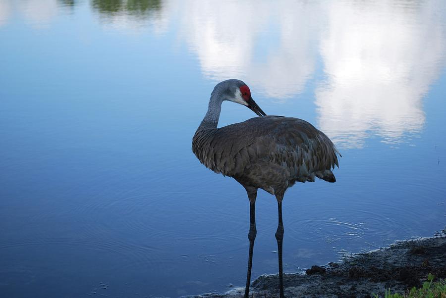 Swan lake Sonata Photograph by John Powell