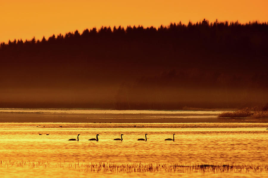 Swan lake sunset. Whooper Swan Photograph by Jouko Lehto