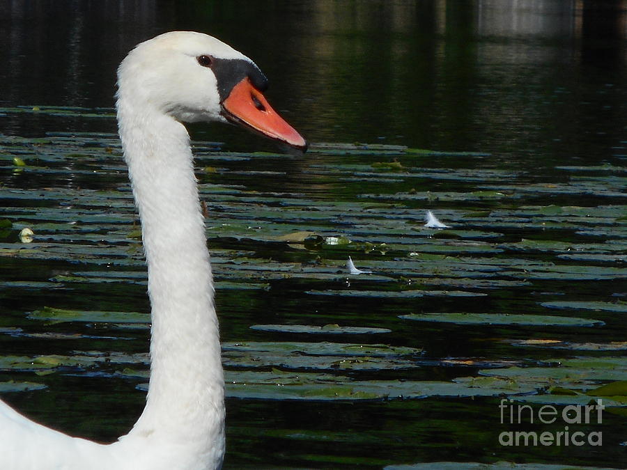 Swan Photograph - Swan Lake by Tara Lynn