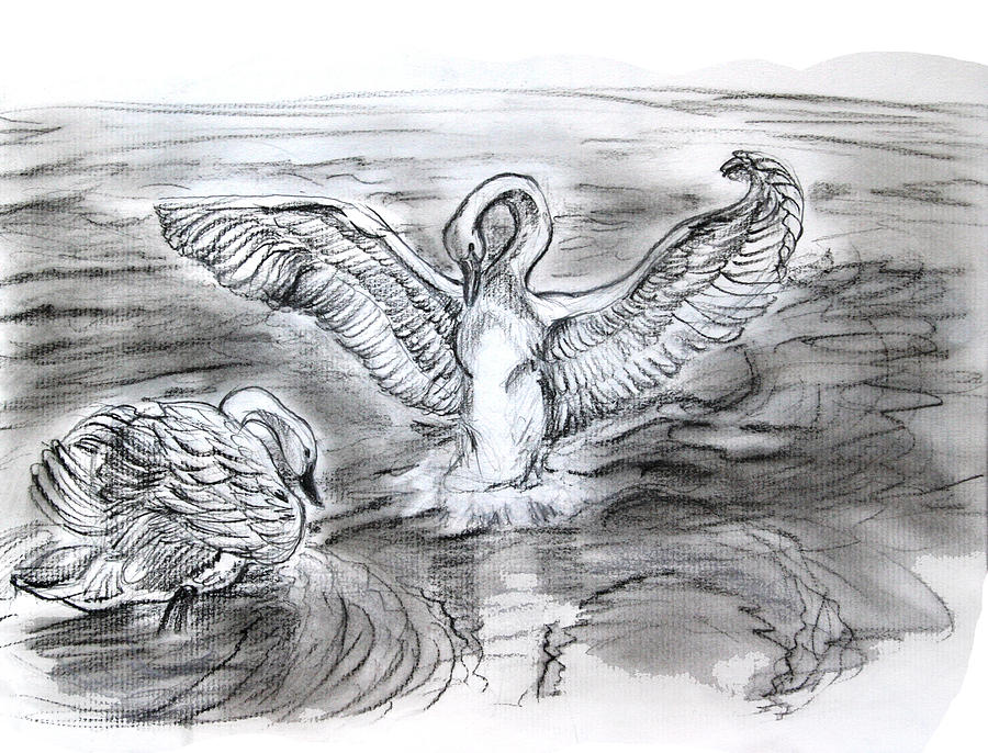 Swan Lake Drawing by Yelena Rubin