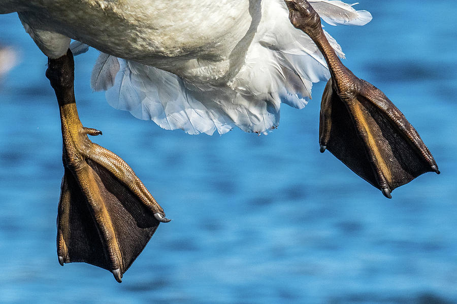 Swan Landing Gear Photograph by Paul Freidlund