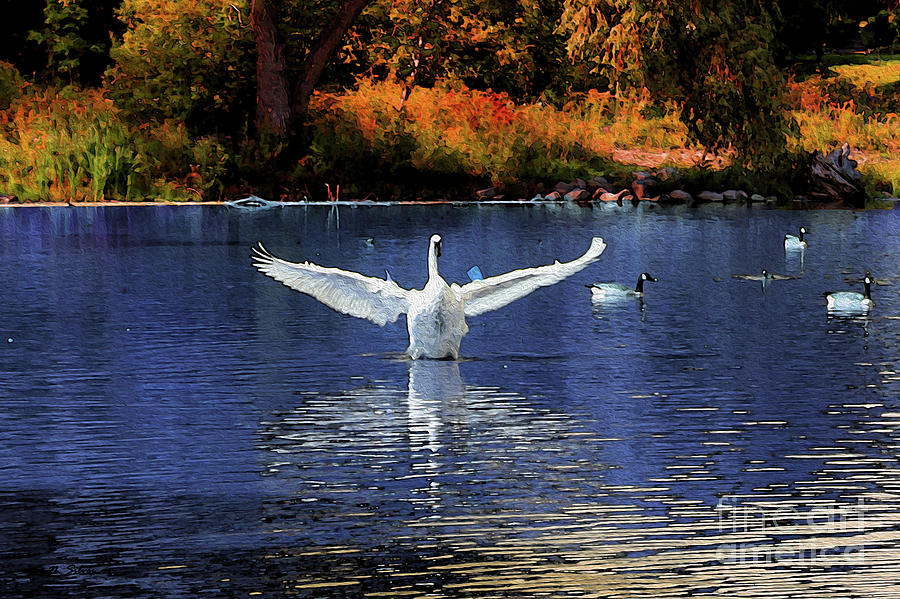 Swan Landing Photograph by Nina Silver