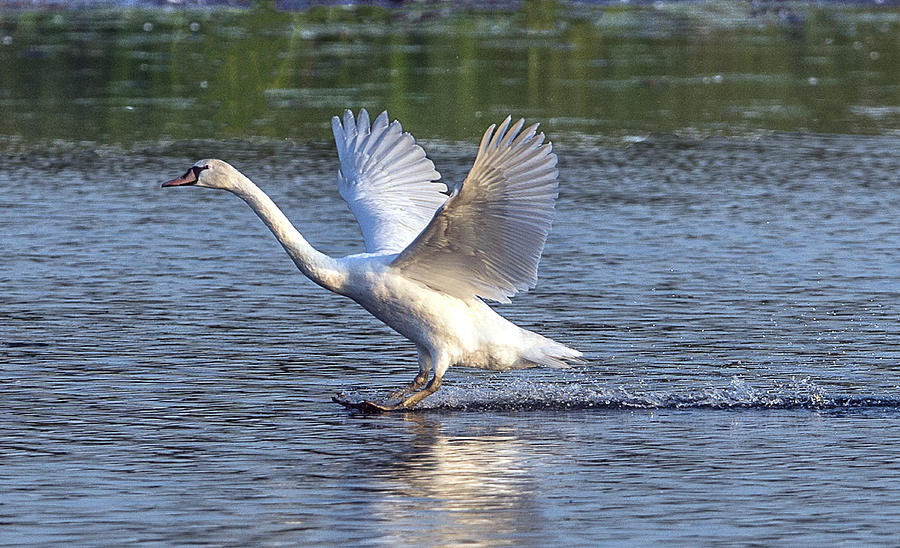 Swan Landing On Lake Photograph by William Bitman