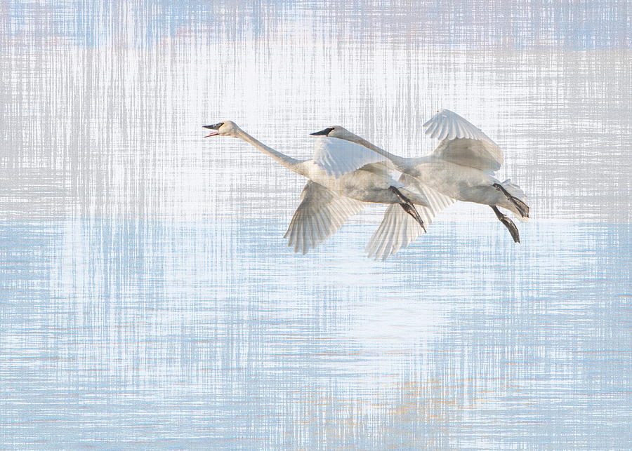 Swan Landing Photograph