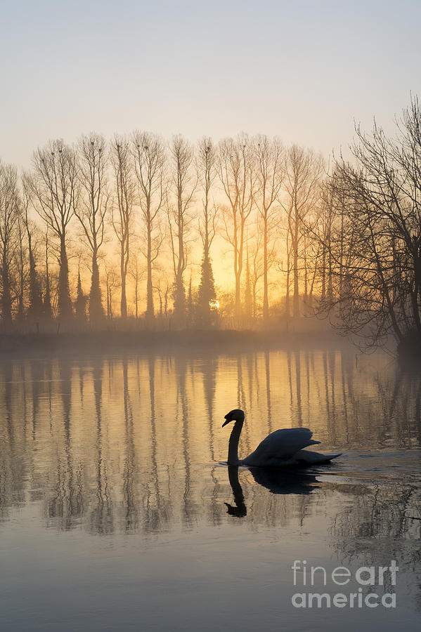 Swan Lake Photograph by Tim Gainey