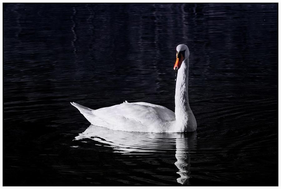 Swan Loch Photograph by Eric Said | Pixels