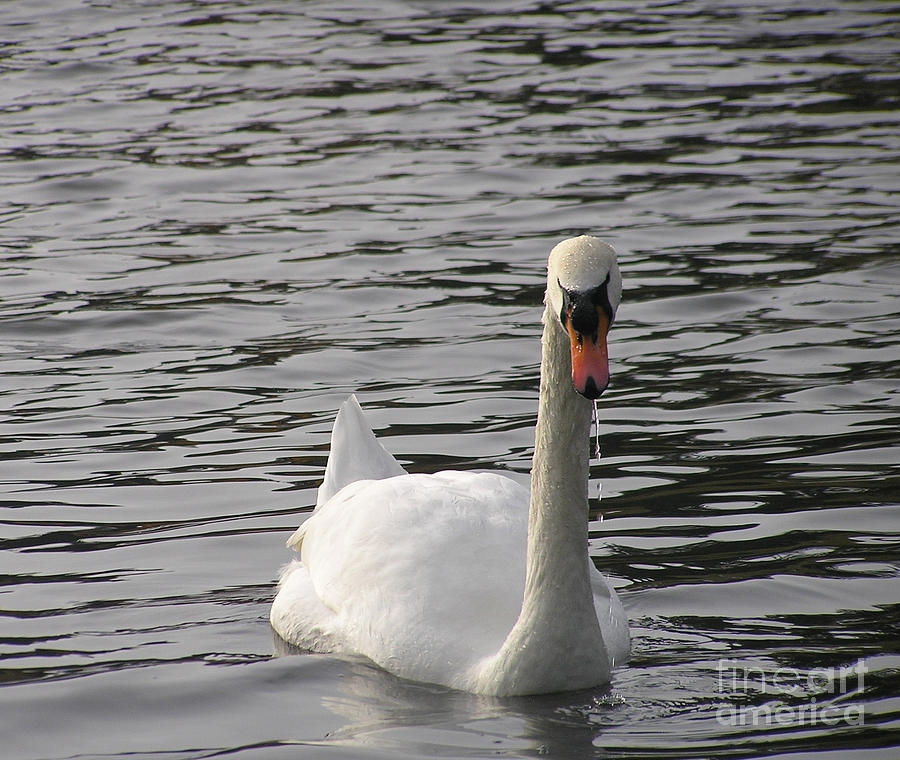 Swan Photograph by Louise Magno