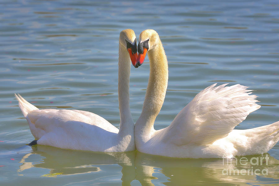 Swan Love Photograph by Carol Groenen