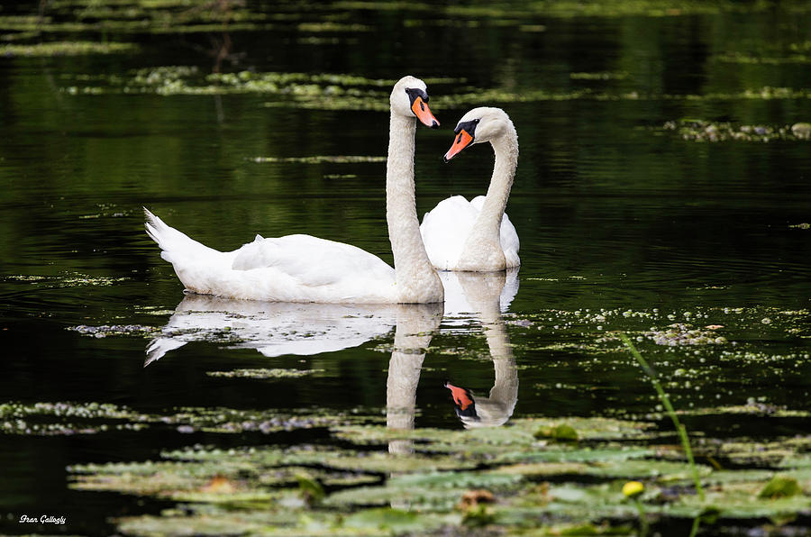 Swan Love Photograph by Fran Gallogly