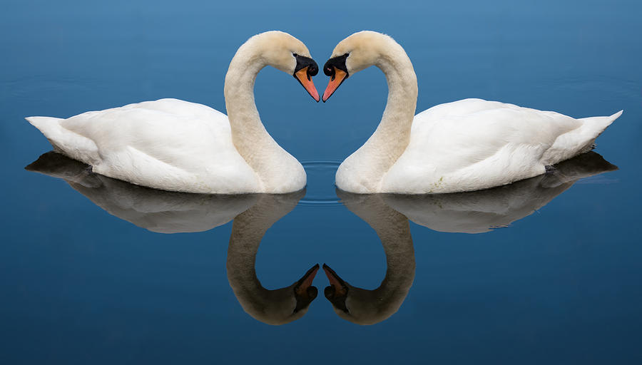 Swan Love Heart Photograph by Roy Pedersen