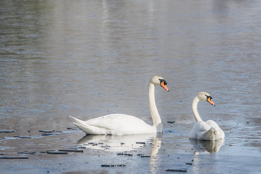 Swan Lovers Photograph by Kathryn Ferreira - Fine Art America